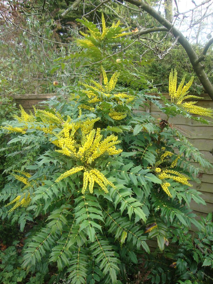 Shade shrubs and plants