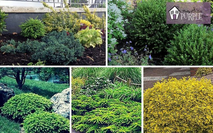 Shrubs for borders