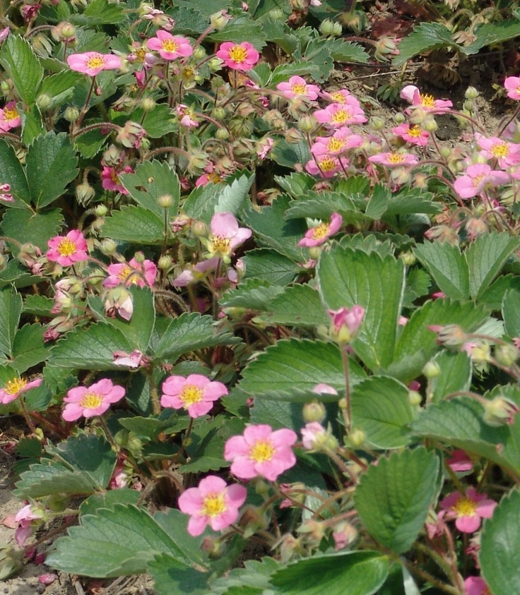 Planting jasmine in ground