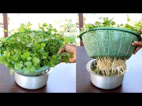 Tips for growing cilantro indoors