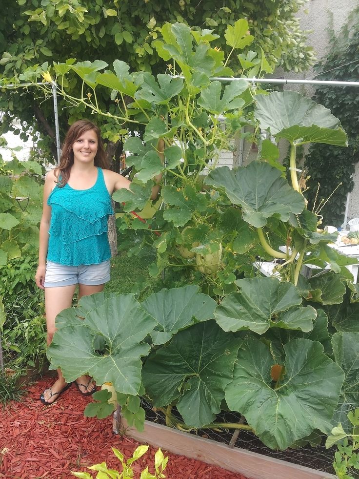 Grow pumpkins vertically