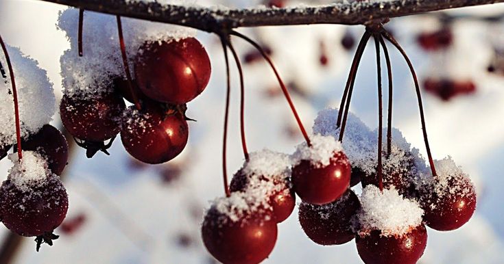 What tree has red berries in winter