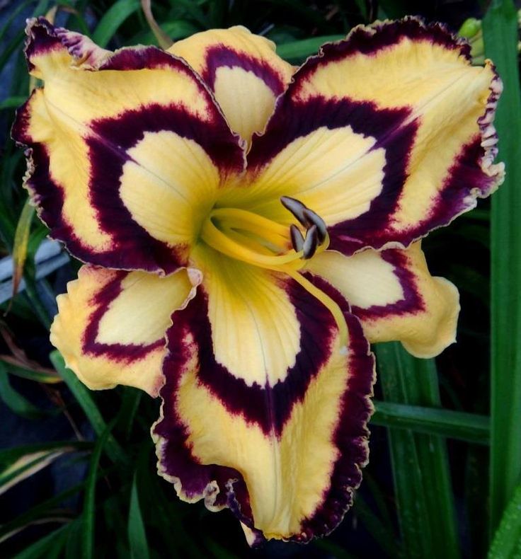 Where to plant daylilies