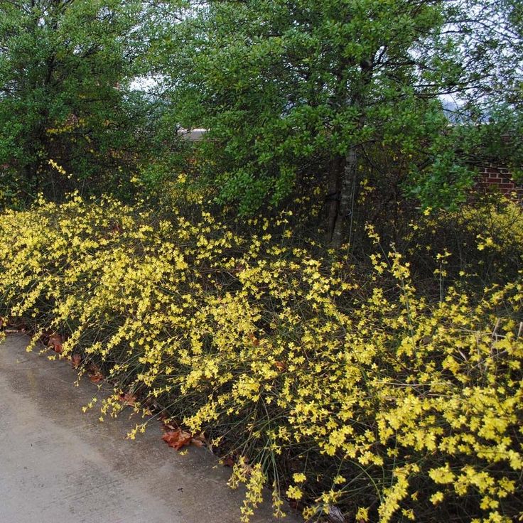 Planting jasmine in ground