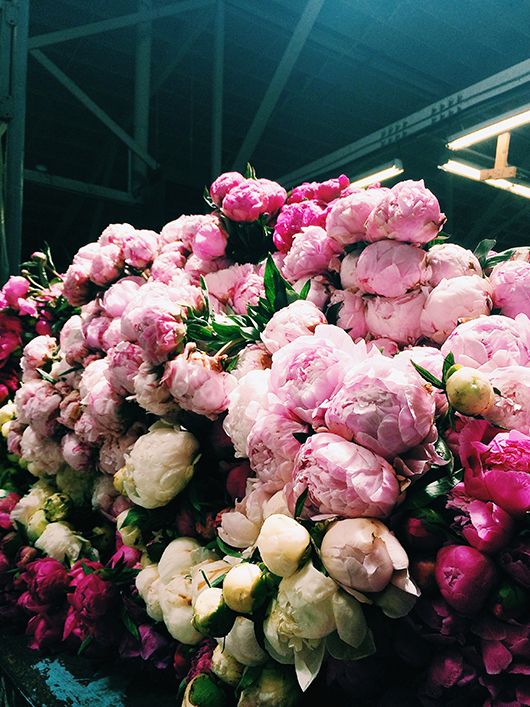 Where is the best place to plant peonies