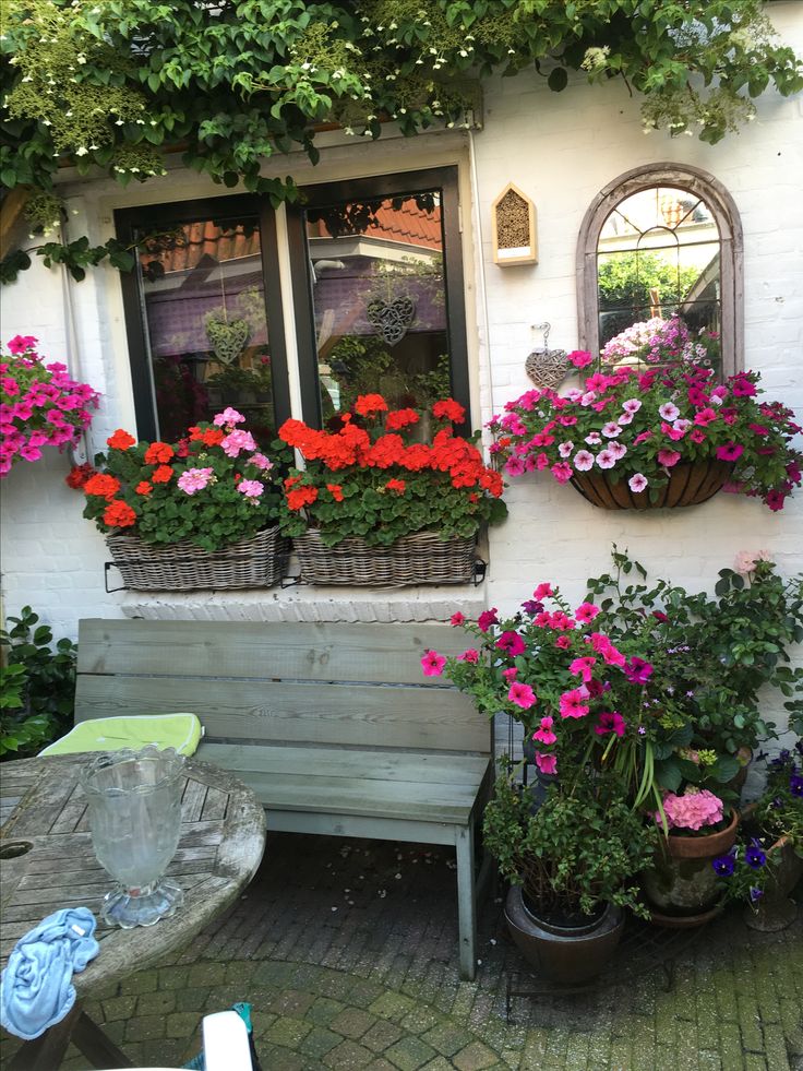 How to overwinter geraniums