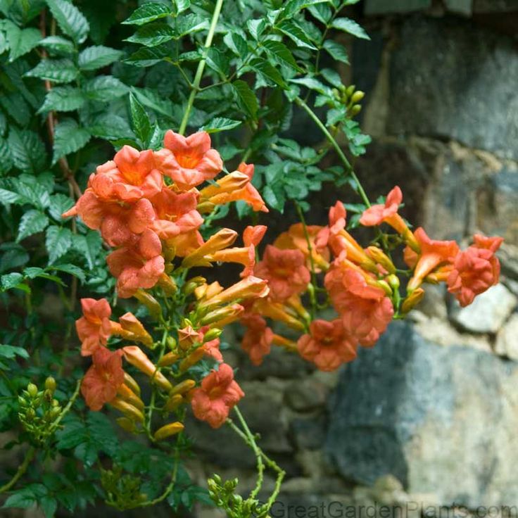 Fast growing shade vine