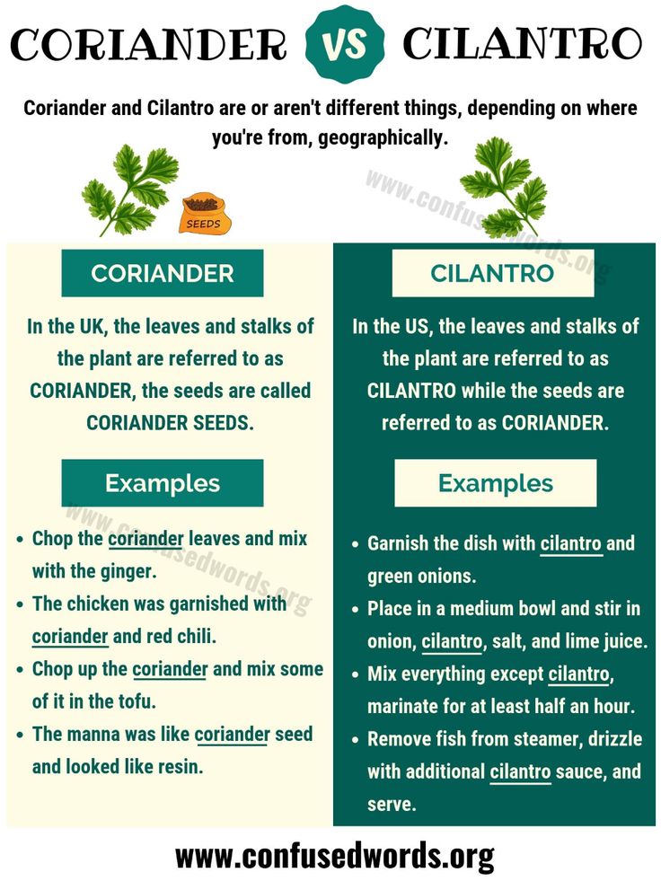 Coriander seeds planting tips