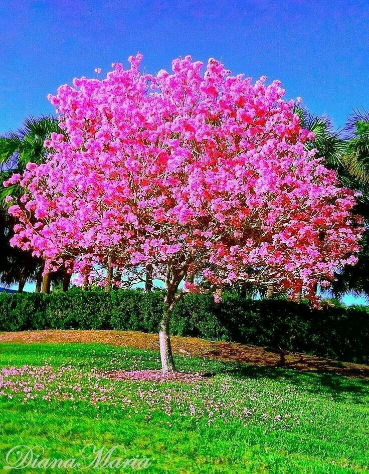 Trees in small gardens