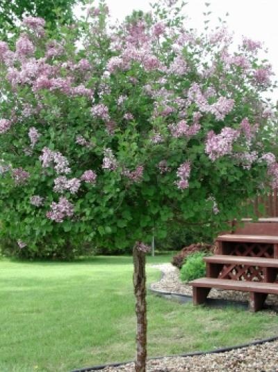 Lilac tree trimming