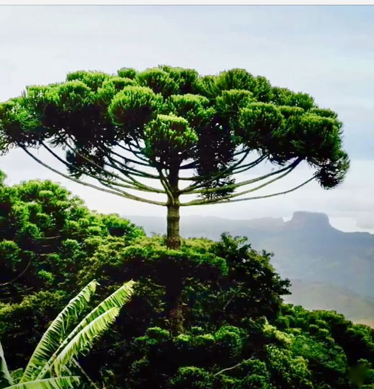 Most beautiful evergreen tree