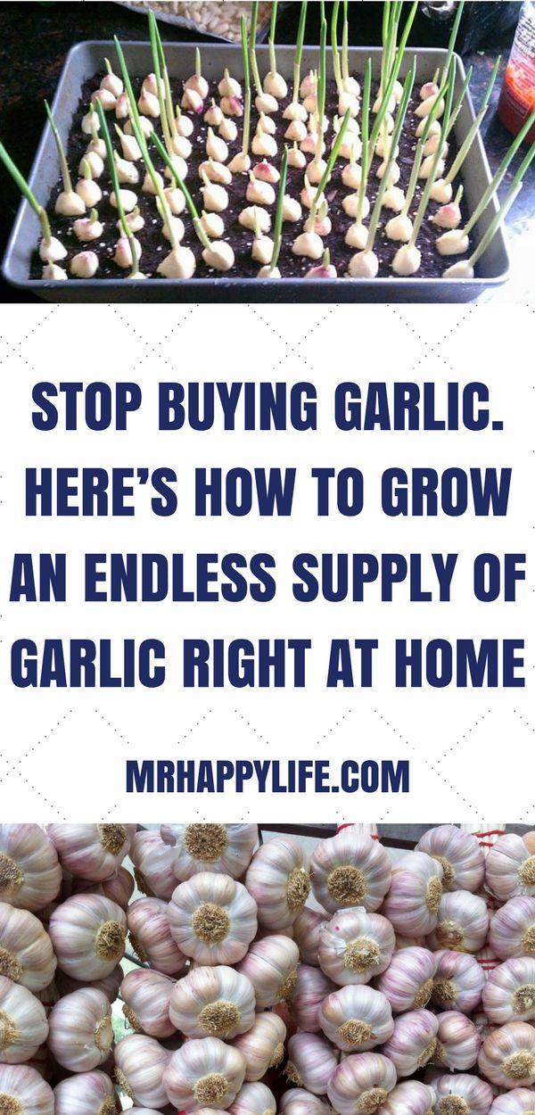 Gardening garlic growing