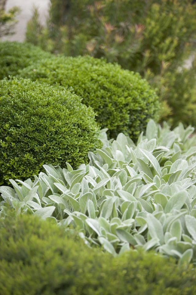 Best time to trim boxwood