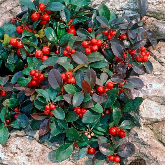 Evergreen with red berries