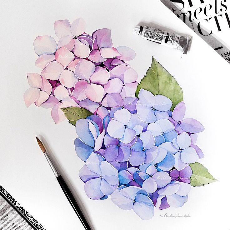 When can you cut hydrangeas back