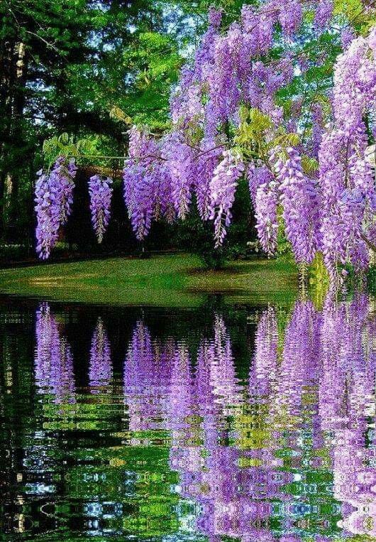 Best time to plant wisteria