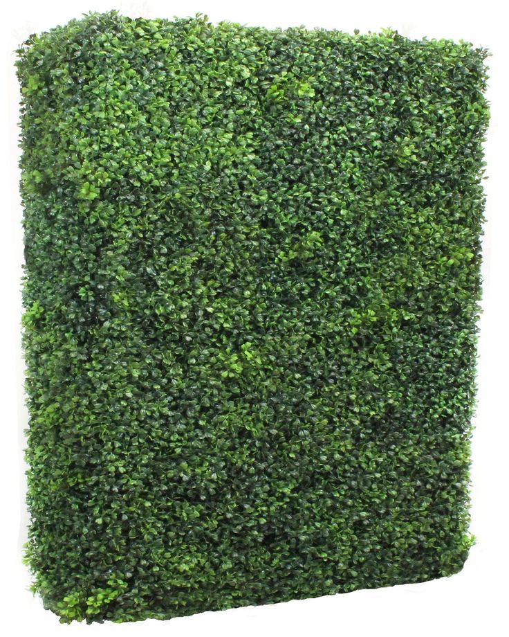 Cheap hedging plants