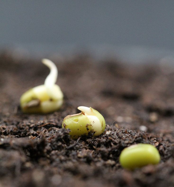 Germinating lemon grass seeds