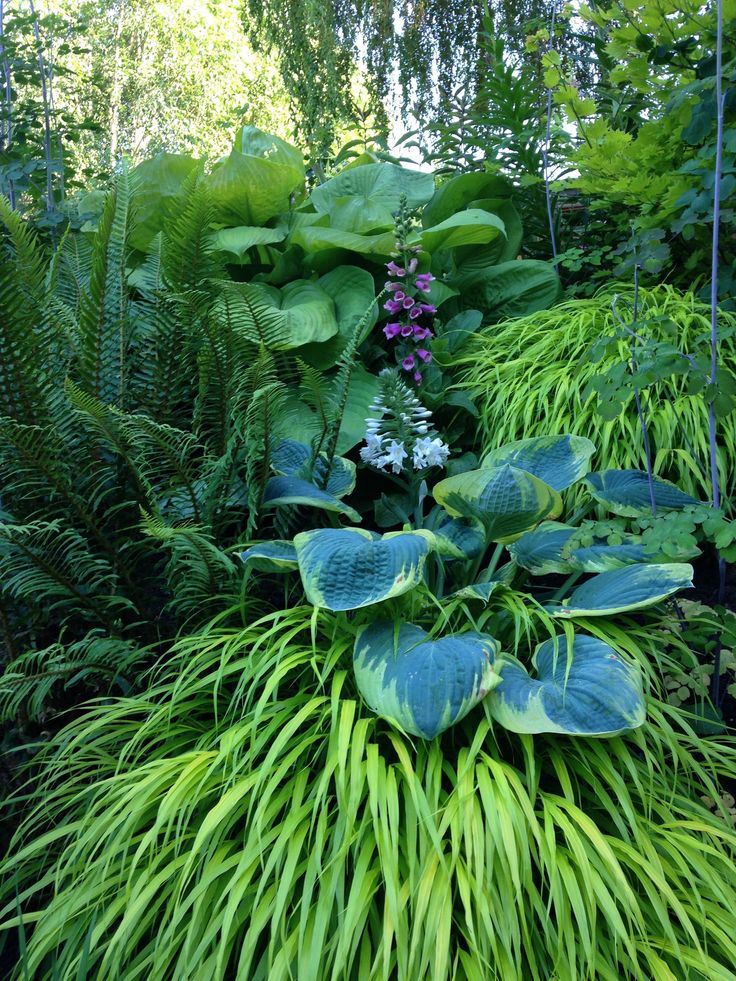 Large shade shrubs