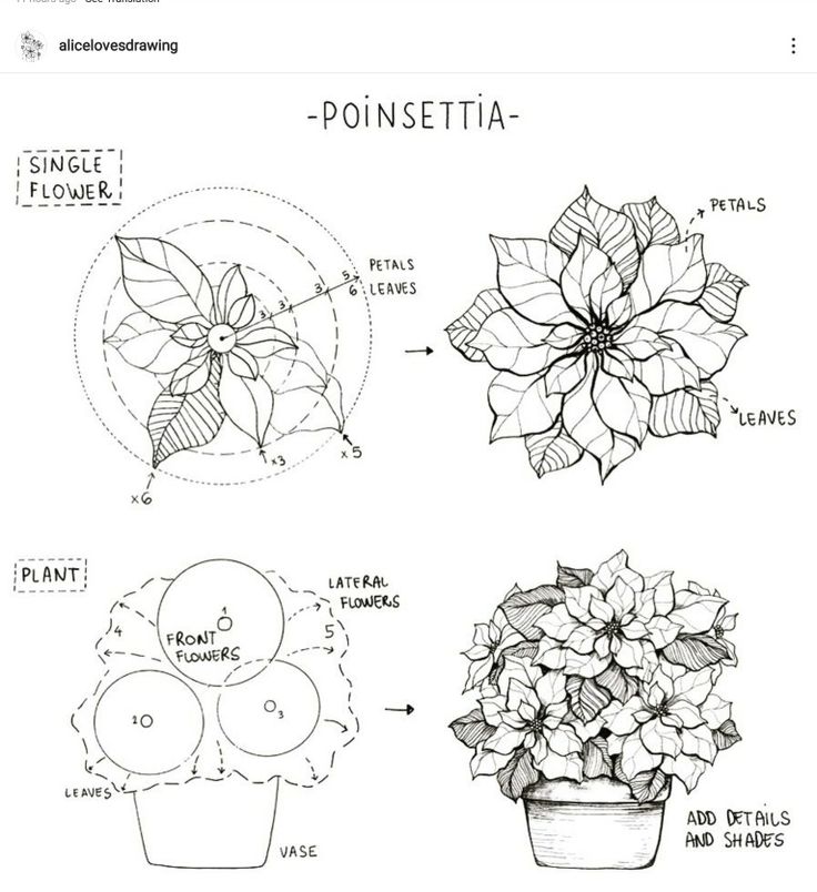 How often to water a poinsettia plant