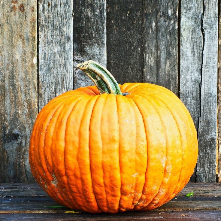 Planting season for pumpkins