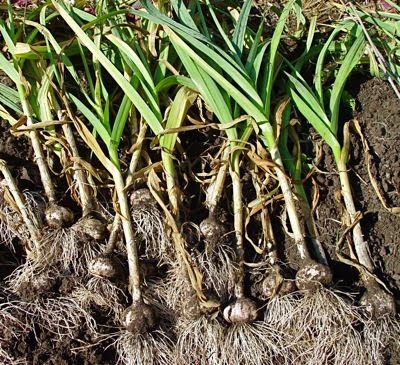 Growing fresh garlic