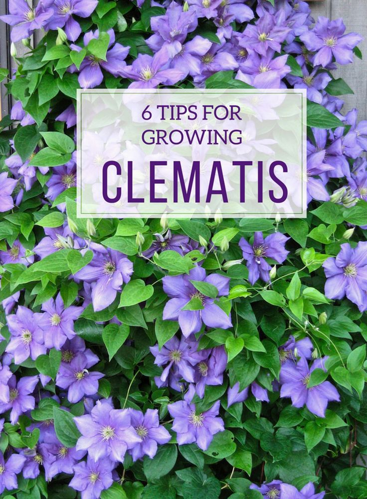 Can i cut clematis to the ground