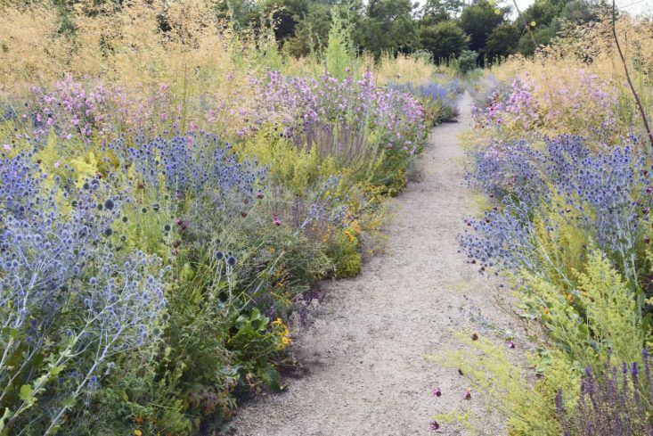 How to plant wildflower garden