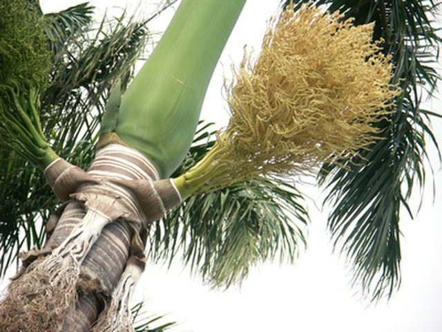 How to grow a palm tree