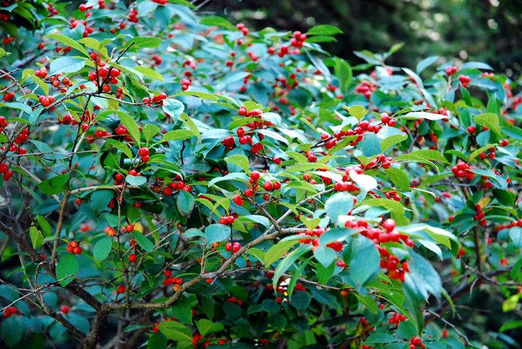 Shrub with red berries identification