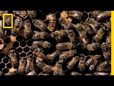 Killing borer bees