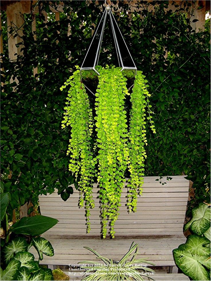 Good hanging plants for full sun