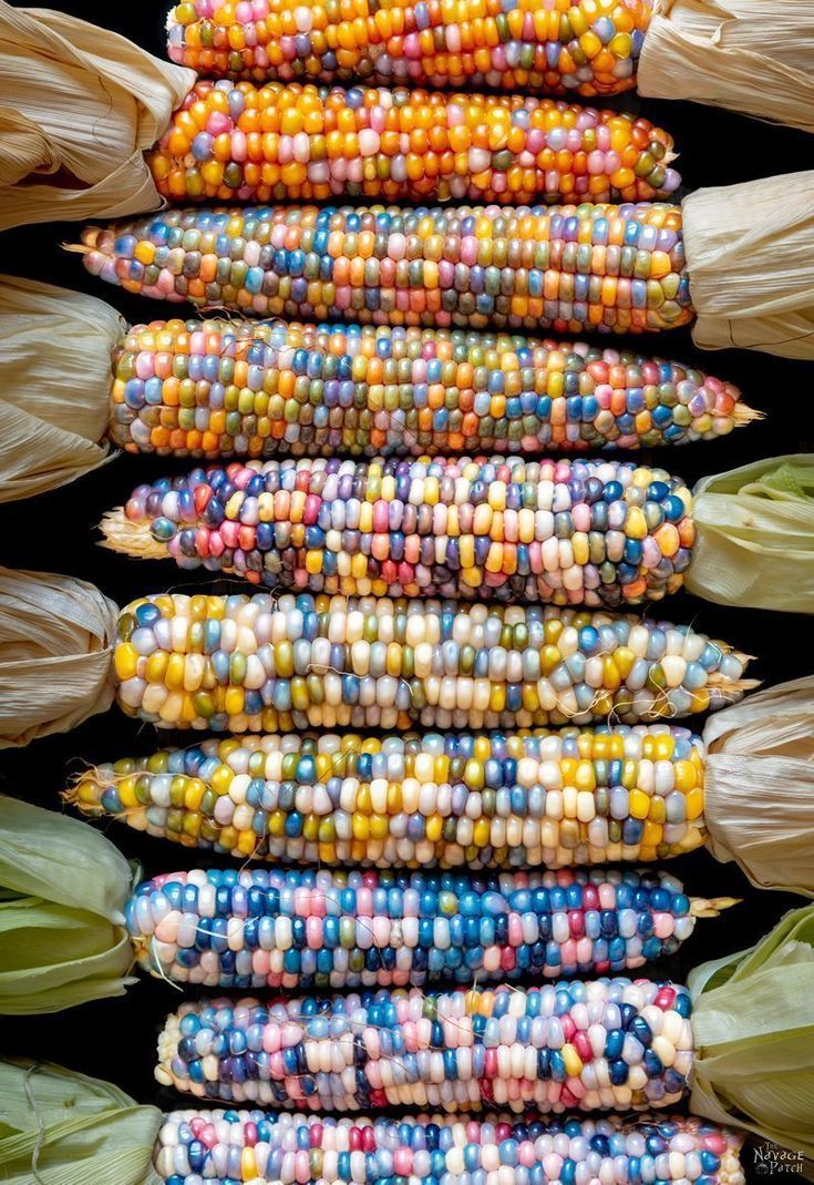 Growing corn seed