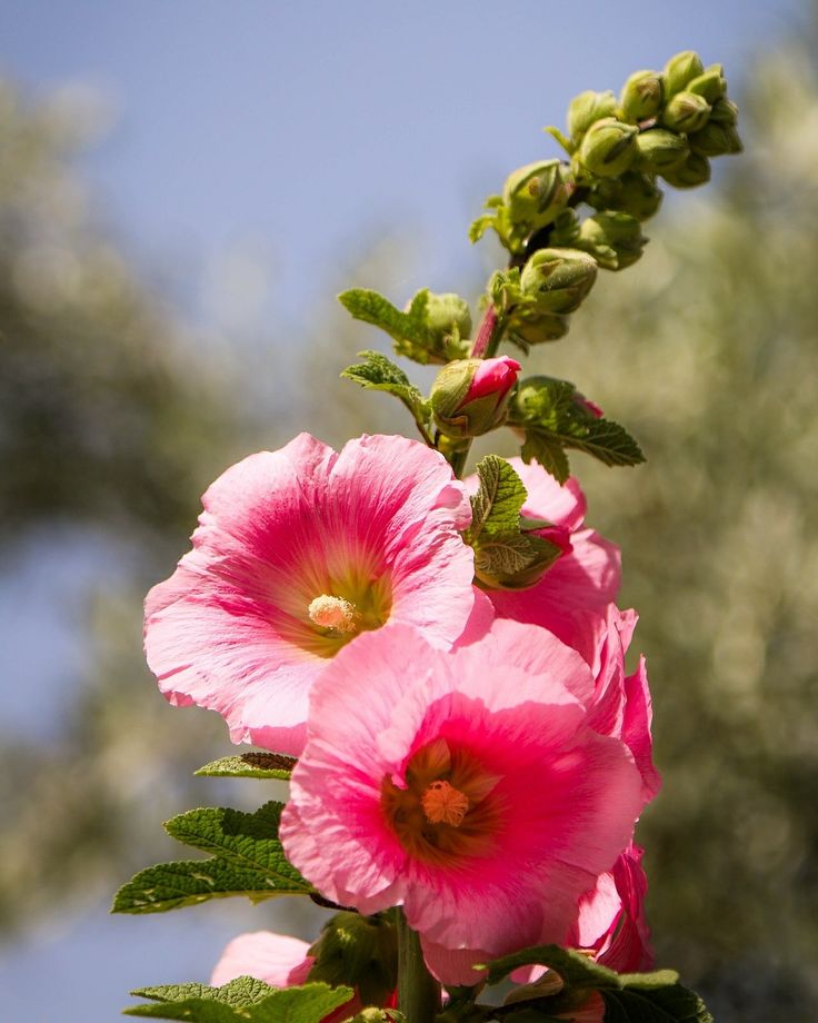When do hollyhocks bloom