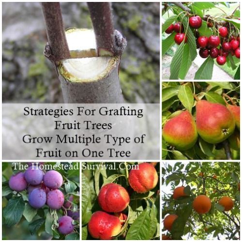 Quickest growing fruit