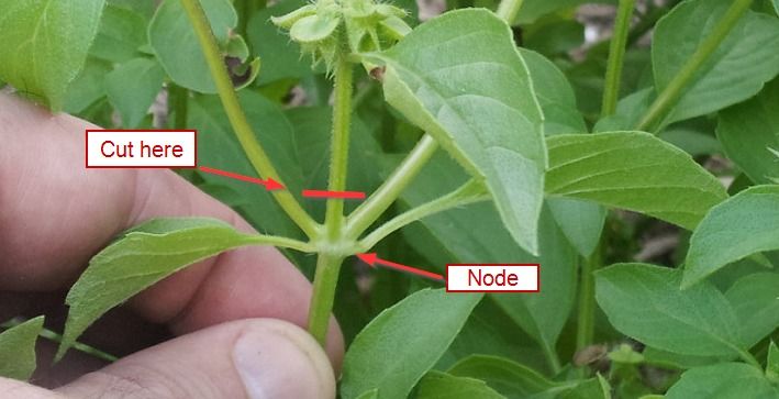 Prune cucumber plant