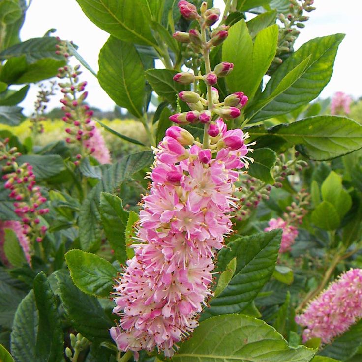 Scented flowering plants