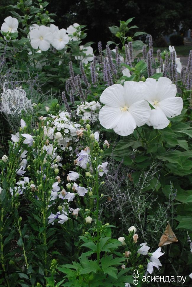 Perennial bushes with white flowers