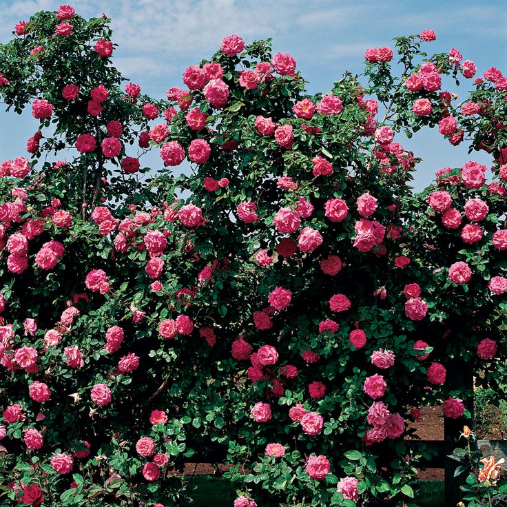 Most fragrant climbing rose