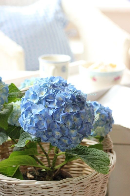 How do you winterize hydrangeas