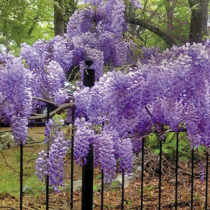 Climbing wisteria plants