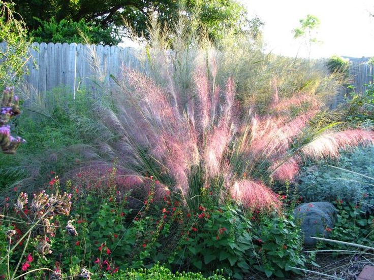 Watering ornamental grasses