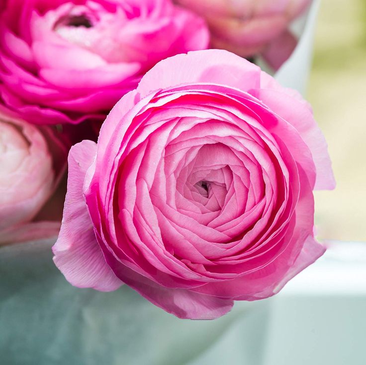 How to grow ranunculus