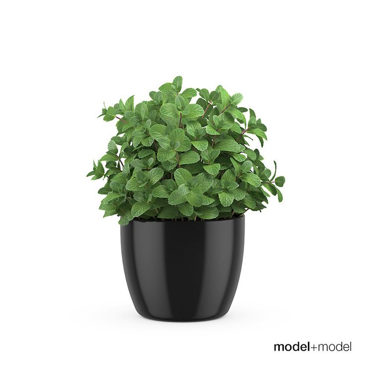 Mint plants in pots