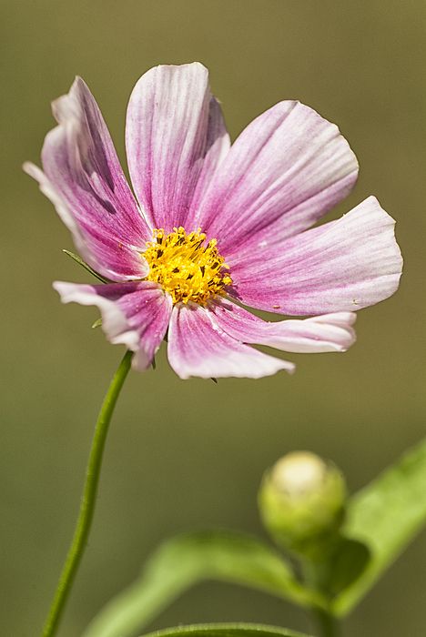 Cosmo flower plant