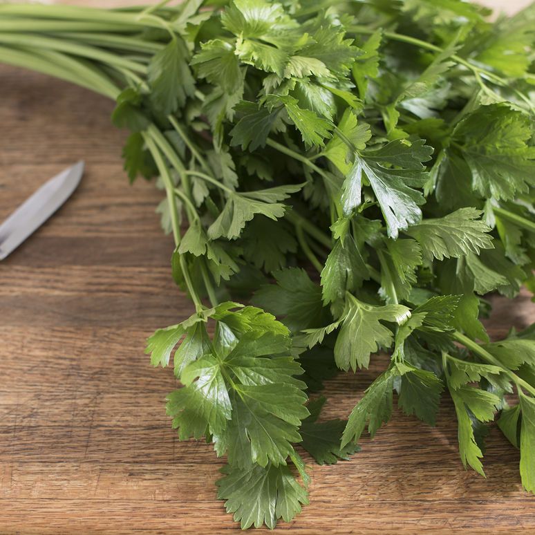 How to grow coriander from cuttings