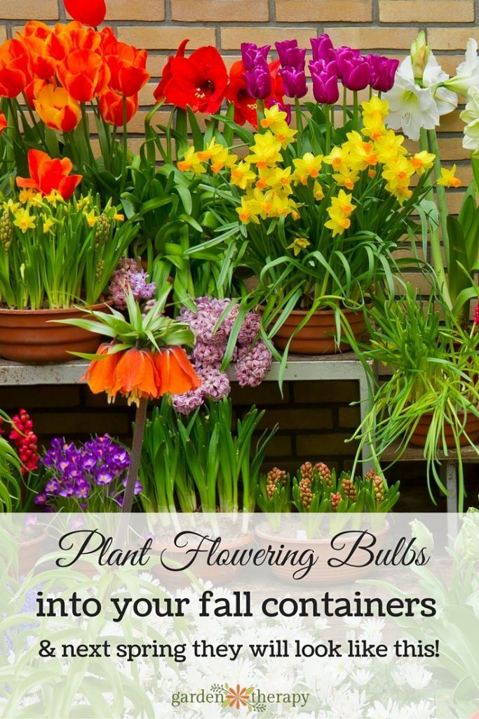 Best spring bulbs to plant