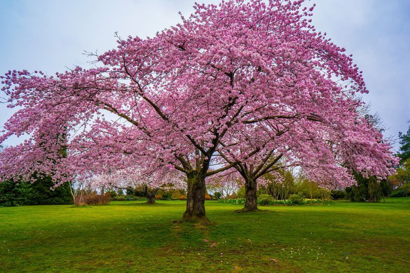 Fastest growing flowering trees