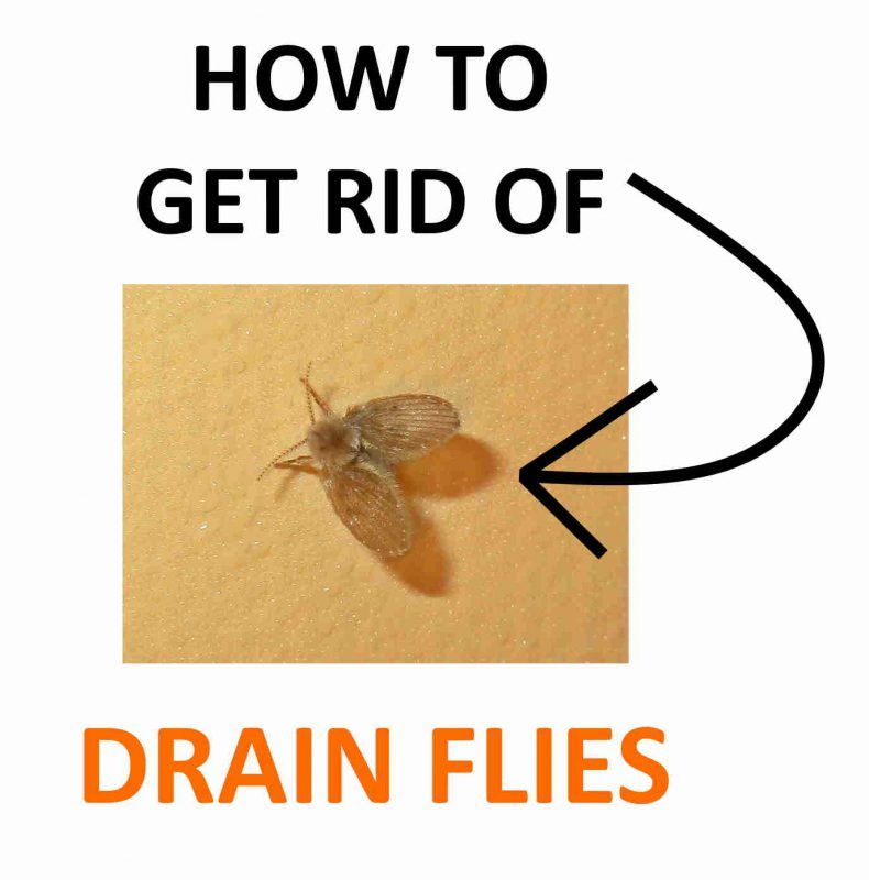 To get rid of gnats