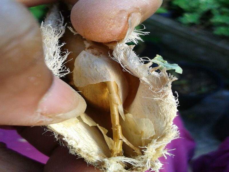 How to grow a mango plant from seed